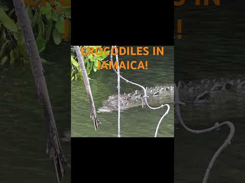 CROCODILES IN BLACK RIVER, Jamaica, West Indies. #crocodile #travel #vacation