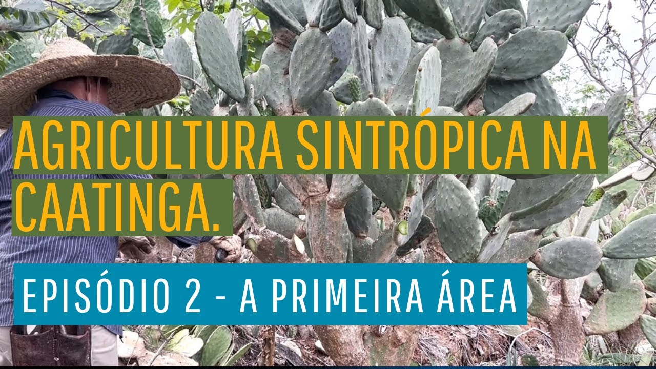 Agricultura sintrópica na Caatinga. Episódio 2 - A primeira área.