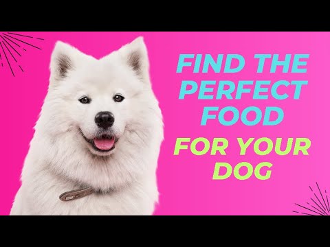 How to Choose the Best Food for Your Dog: A Complete Guide