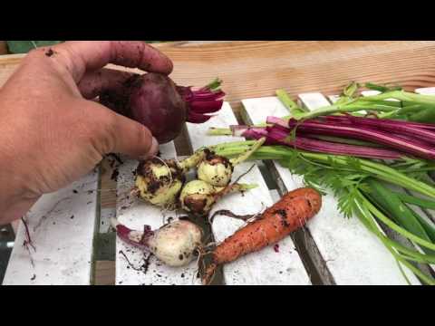 Självhushåll - 5 växter du kan odla och äta HELA växten