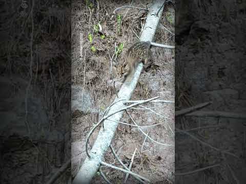 Tierno registro de gato güiña en Cunco