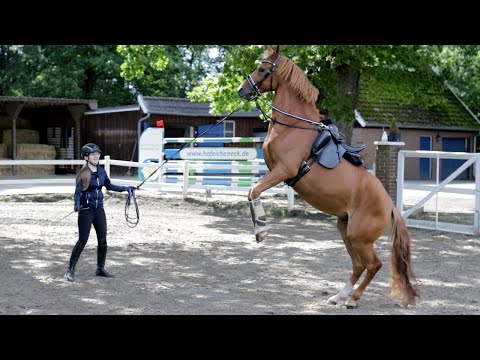 Gefährliches Vorreiten - Unrittiger Wallach will nicht mit seiner Besitzerin in Gelände