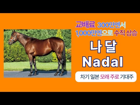 강태성-일본 모래주로 차세대 기대주 '나달'