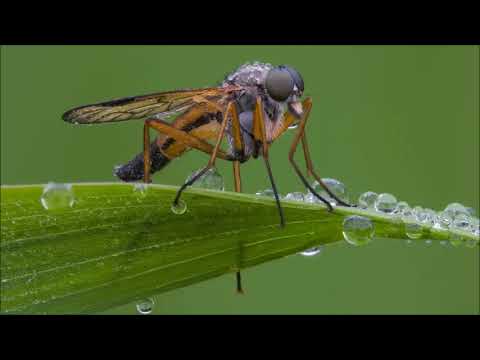 Was ist dran am Artensterben? Udo Pollmer informiert