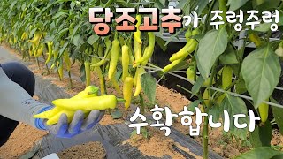 50일째 당조고추가 주렁주렁  수확합니다 기능성 당조고추 혈당조절