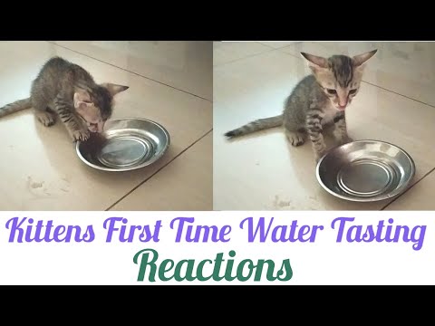 how to get kittens🐈to drink to water ? kitten vs water - kitten loves water