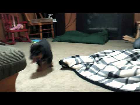 An adorable puppy , but we sold him now T^T