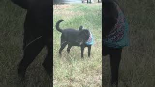 Video preview image #1 Labrador Retriever-Unknown Mix Puppy For Sale in Jackson, MS, USA