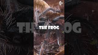 Download lagu Unlikely Friends: The Tarantula and the Frog’s Survival Strategy mp3