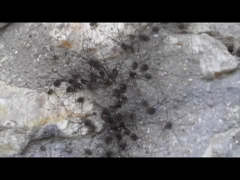 Daddy Longlegs Cluster