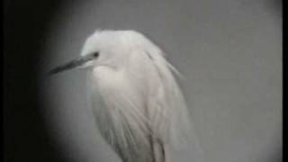 preview picture of video 'Little Egret (Egretta garzetta) Sweden 1993'