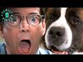 Beethoven Vs The Bad Guys Full Scene Beethoven 1992