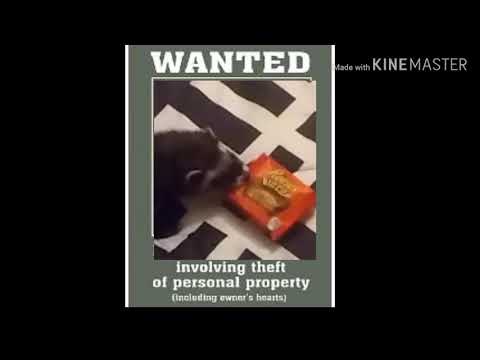 My Ferret Tink Love Hide n Seek Hope You Find It