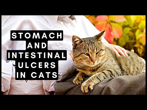Stomach and Intestinal Ulcers in Cats