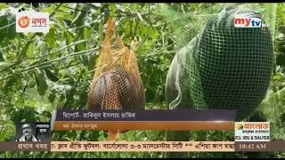 বরিশালের মুলাদী উপজেলায় অসময়ে তরমুজ চাষ করে সফল কৃষক