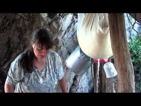 ... la masuratul laptelui  ~ Motru Sec ~