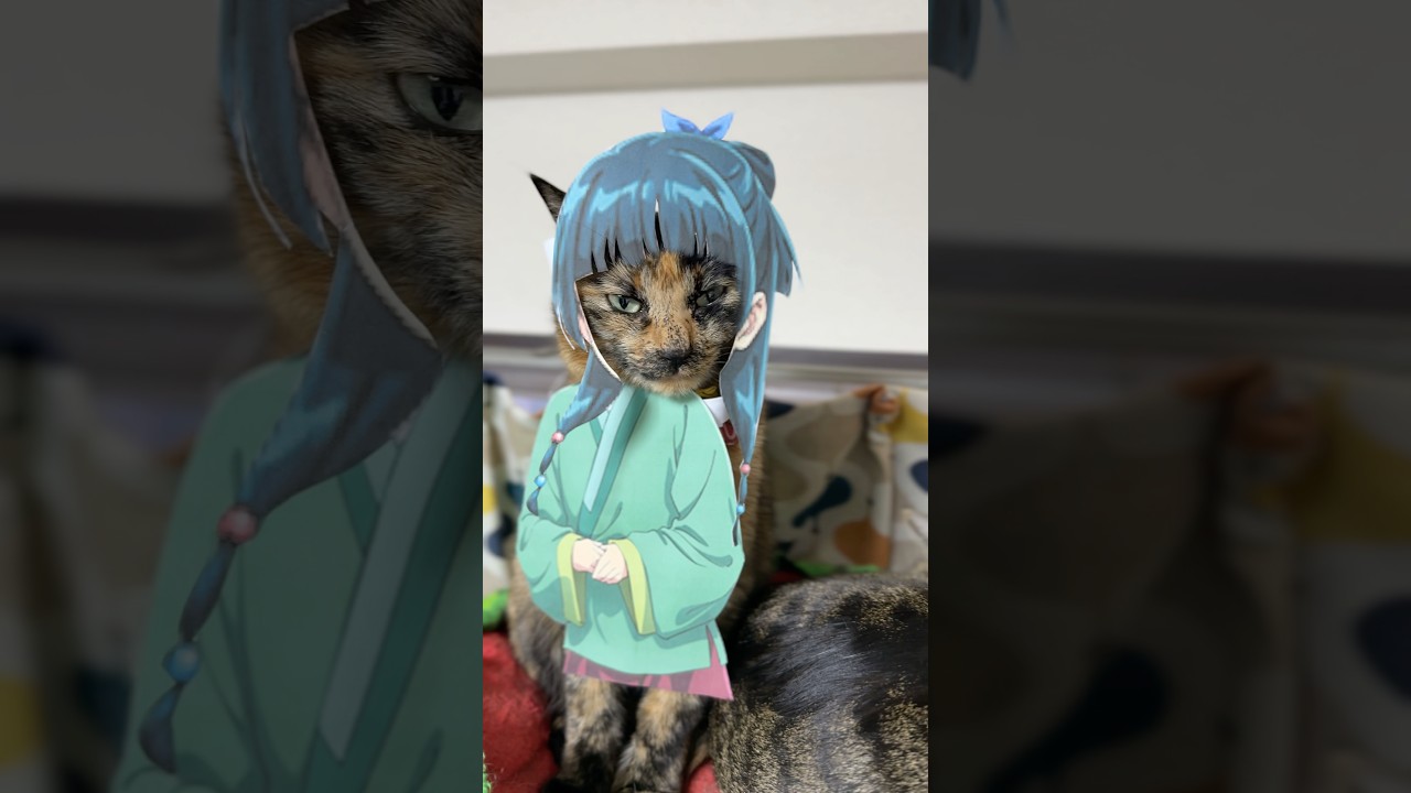 猫猫　#cat #コスプレ #猫のいる暮らし