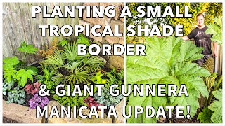 Planting a Small Tropical Shade Border plus GIANT Gunnera Manicata Update!
