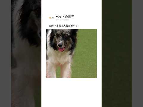 お前…本当は人間だろ…？
