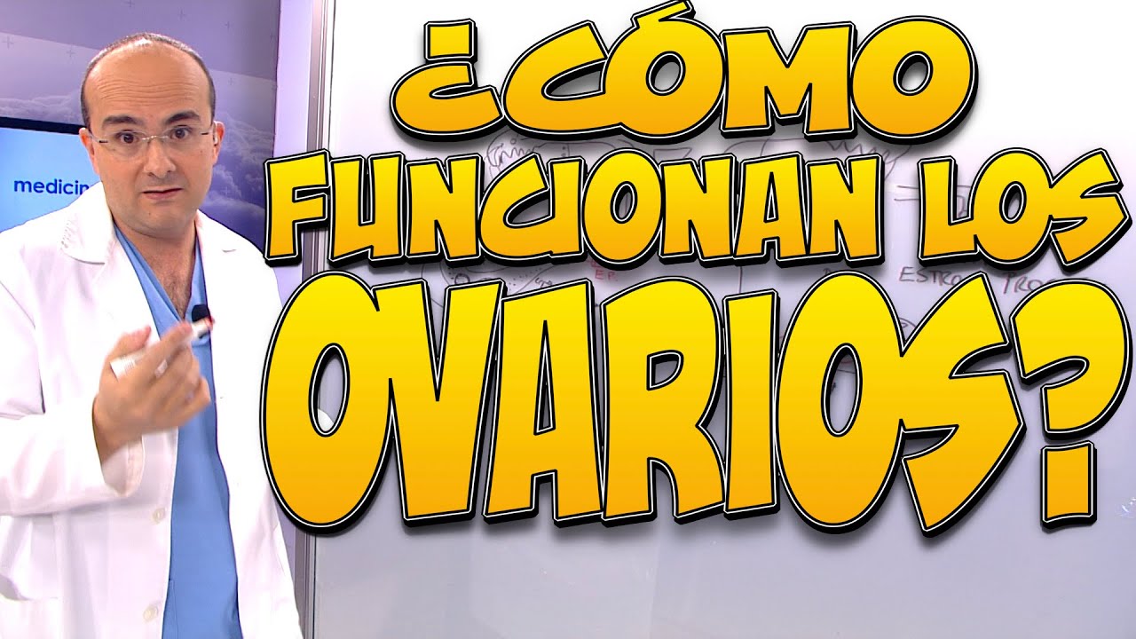 OVARIOS, ¿cómo funcionan? - Cuerpo Humano #13