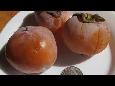 PERMACULTURE FOOD FOREST - PT 2 MUST WATCH!