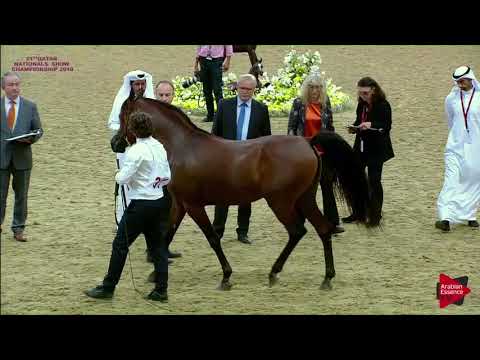 N.311 SHAHEEN LEMBARAK - 21st Qatar National 2018