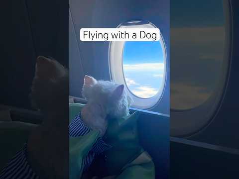 Business Class Singapore Airlines as ESA #businessclass #singaporeairlines #ウェスティ