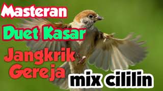 Download lagu Masteran suara Kasar rol dan jernih isi Jangkrik gereja mix cililin murai batu kacer cucak ijo mp3