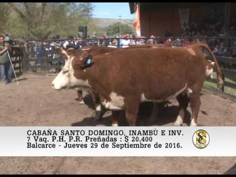 29-09-16 Venta de Vaq. P.H. y A.A. Preñadas - Cabaña Santo Domingo, Inambù e Invitados - Balcarce.