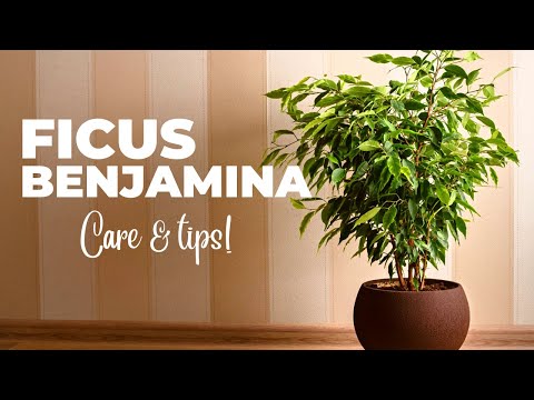 , title : 'The Ultimate FICUS BENJAMINA Care Guide (Weeping Fig Plant Care)
