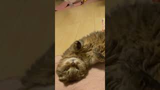ChatGPTに栗まんじゅうって名前を付けられました🌰 #cat #ねこ #猫 #ねこのいる生活 #スコティッシュフォールド