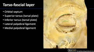 Palpebrae - M1 Orbit &amp; Eye Dissection Supplement