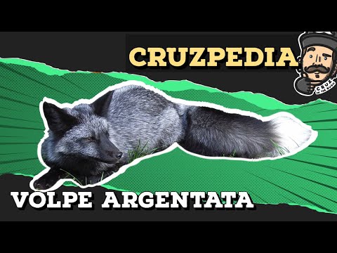 La RARISSIMA e fantastica VOLPE ARGENTATA! | CRUZPEDIA