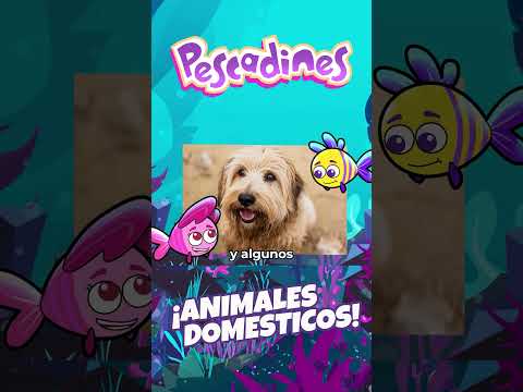 Animales Domesticos