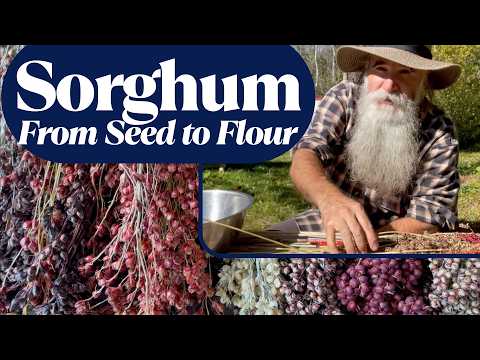 Growing Sorghum Part 2 🌾 Harvesting, Threshing & Making Flour