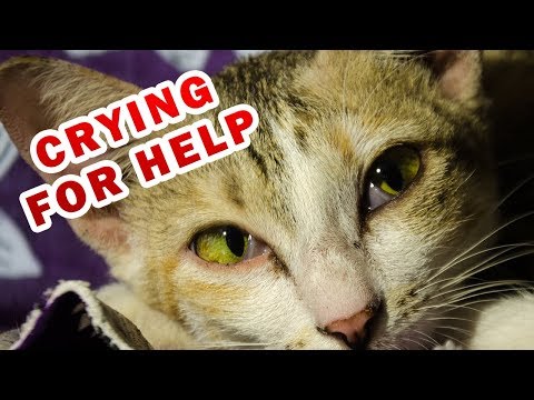 YouTube video about: Why does my cat cry in the bathroom?