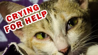 Top 10 signs your cat is crying for help you didnt know