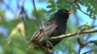 Pssaro Preto Canto Mateiro Mineiro lindo canto