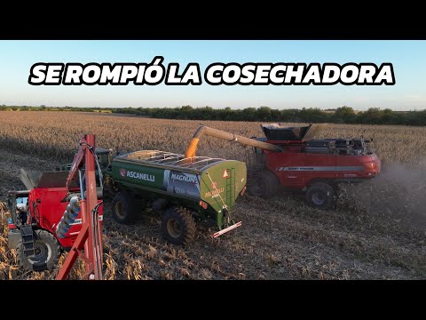 ULTIMOS dias de TRILLA! Se ROMPIÓ la MASSEY, DESARMANDO en el CAMPO 💪🏼