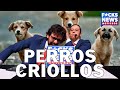 F CksNews Bilbao Perros Criollos