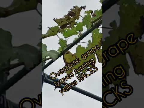 , title : 'Overcome yellowing grape leaves hacks. My home South East Asia@gardenpokok #Shorts'