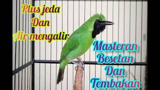 Download lagu masteran cucak ijo tembakan kasar roll speed jeda air mengalir mp3