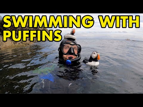 Swimming with Puffins UK!