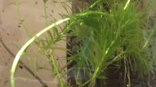 The Ecstasy Of Dancing Fleas