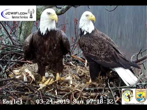 The Trio nest - A rainy morning at the Trio nest ~ 3-24-19