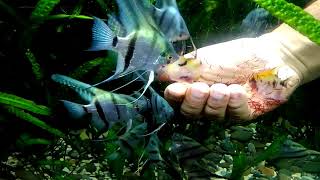 кормление рыбок (ручные скалярии)..