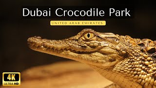 Dubai Crocodile Park!! 🇦🇪 New Attraction in Dubai | 4K (full walking tour)