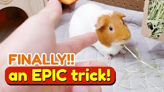 Step by Step Guide: Teaching Guinea Pigs to Play Dead | GuineaDad