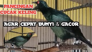 Download lagu PANCINGAN ( MASTERAN) CUCAK KELING GACOR SUPER AKTIF mp3