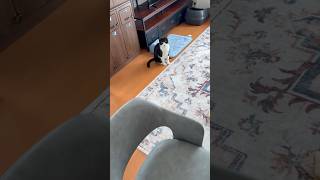 待ち構えていた猫 #shorts
